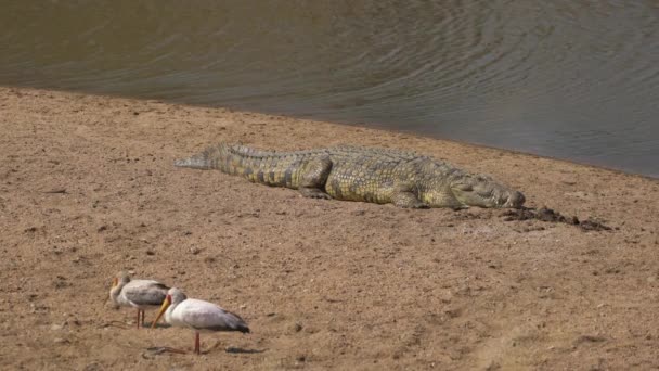 Желтоклювые Аисты Крокодил — стоковое видео