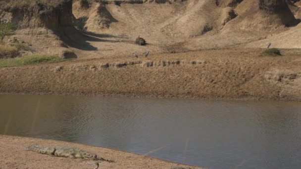 Pájaros Cocodrilos Cerca Río — Vídeos de Stock