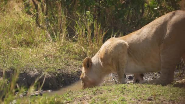 水飲み場からの雌ライオン — ストック動画