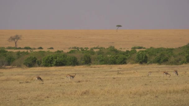 Thomson Gazelles Masai Mara — Video Stock