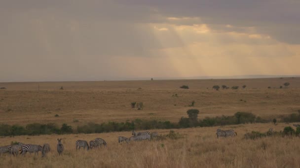 Splendore Zebre Una Giornata Nuvolosa — Video Stock