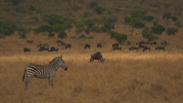 Herd Gnu Grazing Zebra — Stock Video