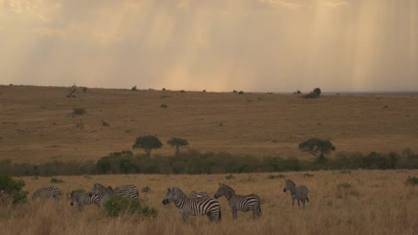 Πεδιάδες Ζέβρες Masai Mara — Αρχείο Βίντεο