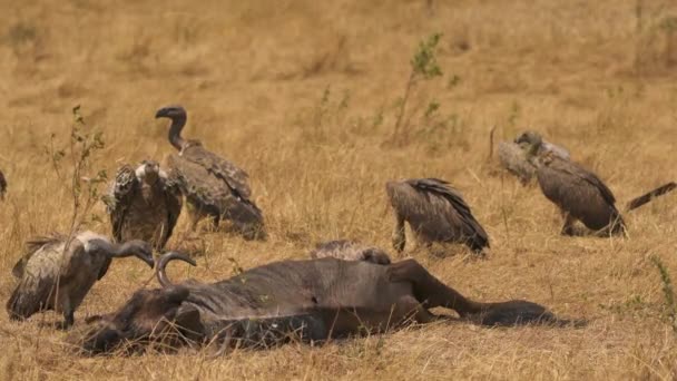 Akbabalar Antilop Leşleriyle Besleniyor — Stok video