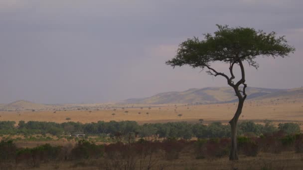 Árbol Acacia Arbustos Masai Mara — Vídeos de Stock