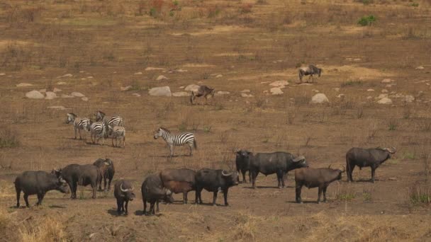 Gnus Cebras Una Manada Búfalos Masai Mara — Vídeos de Stock