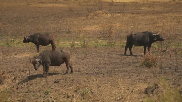 Buffaloes Cabo Masai Mara — Vídeo de stock