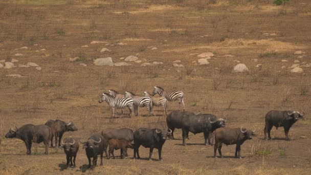 Zebras Buffalo Herd Masai Mara — 图库视频影像