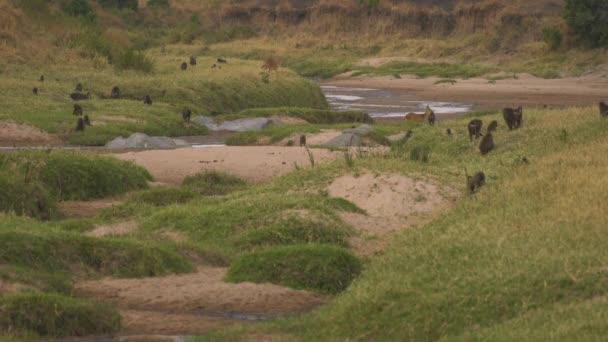 Babianer Och Antiloper Masai Mara — Stockvideo