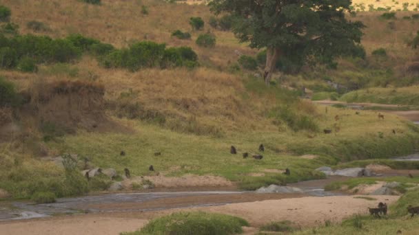 Babianer Och Antiloper Masai Mara — Stockvideo