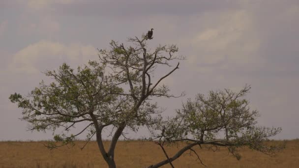 Vulture Berdiri Pohon — Stok Video