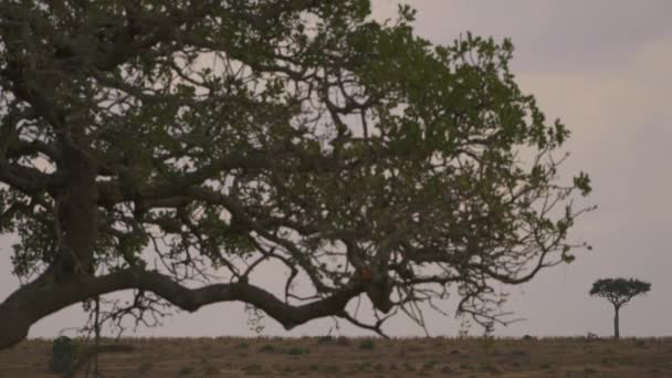 Masai Mara Daki Akasya Ağaçları — Stok video