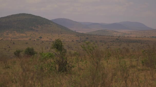 Masai Mara Savanne Einem Bewölkten Tag — Stockvideo