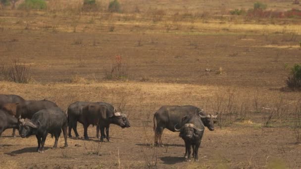 Buffelhjord Masai Mara — Stockvideo