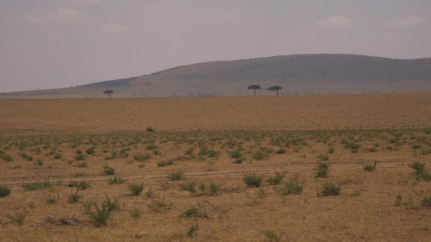 Masai Mara Savannen Molnig Dag — Stockvideo