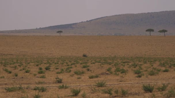 Pan Derecha Sabana Masai Mara — Vídeos de Stock