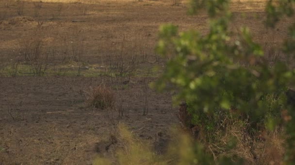 Troupeau Buffles Aux Veaux Masai Mara — Video