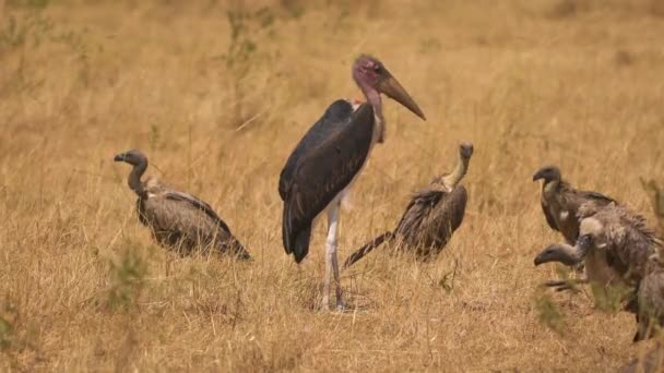 Marabou Stork Vultures — Stock Video