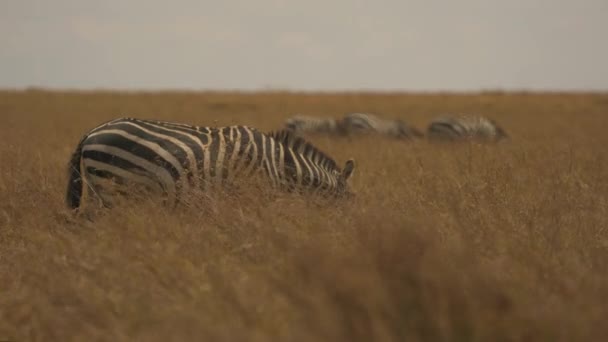 Zebra Pascolo Nelle Praterie Masai Mara — Video Stock