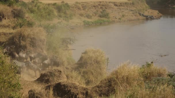 Gnus Zebralar Nehir Kıyısında — Stok video