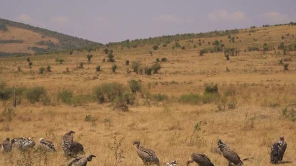 Tilt Vultures Gnu Carcass — Stock Video