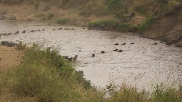 Gnus Korsar Flod Masai Mara — Stockvideo