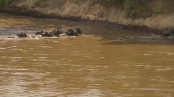 Gnus Διασχίζουν Ένα Ποτάμι Στο Masai Mara — Αρχείο Βίντεο