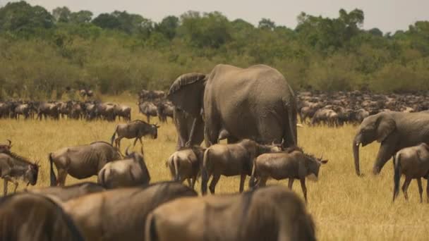 Gnus Elefanti Nelle Pianure Masai Mara — Video Stock