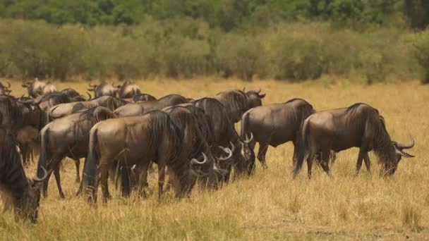 Gnus Pastando Quênia — Vídeo de Stock