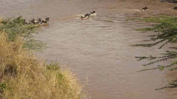 Ομάδα Γκνου Που Διασχίζει Ένα Ποτάμι — Αρχείο Βίντεο
