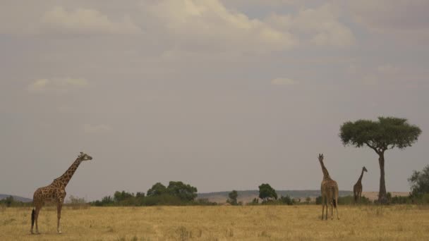 Giraffe Nella Riserva Nazionale Maasai Mara — Video Stock