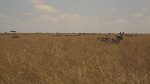 Zebras Betar Masai Mara Slätter — Stockvideo