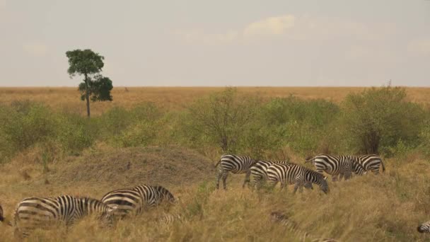 Blendung Von Zebras Die Masai Mara Grasen — Stockvideo