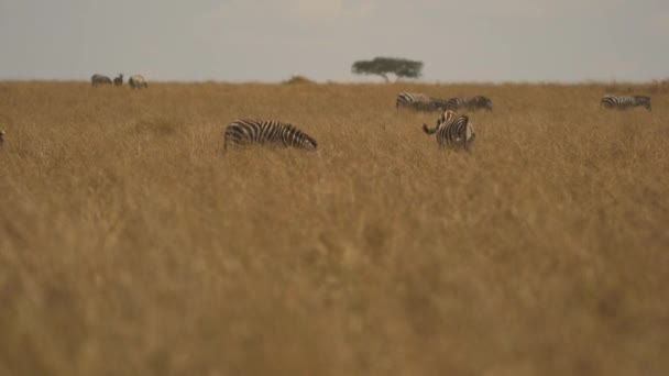 Cebras Hierba Seca Masai Mara — Vídeo de stock