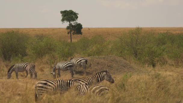 Blendung Der Grasenden Zebras — Stockvideo