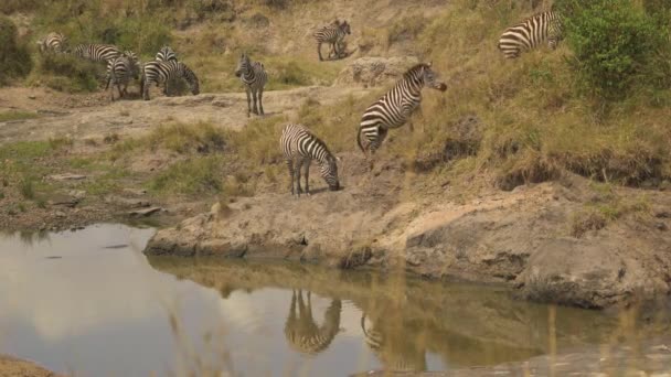 Zebra Bij Een Waterput — Stockvideo
