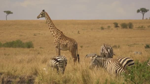 Jirafa Cebras Masai Mara — Vídeos de Stock