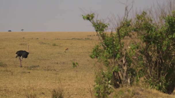 Thomson Gazelle Grazing Male Ostrich — Stock Video