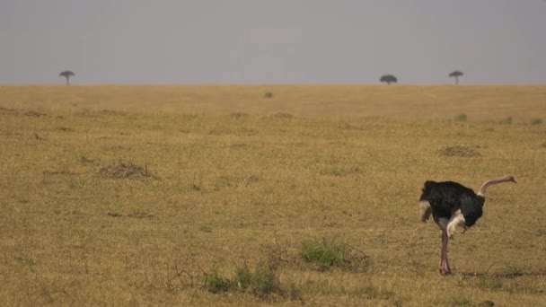 Männlicher Strauß Den Offenen Ebenen Der Masai Mara — Stockvideo