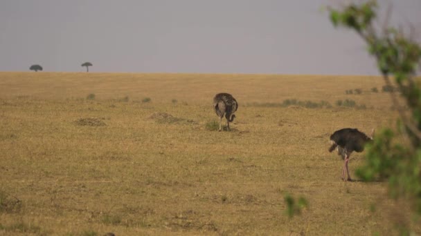 Männliche Und Weibliche Strauße Masai Mara — Stockvideo