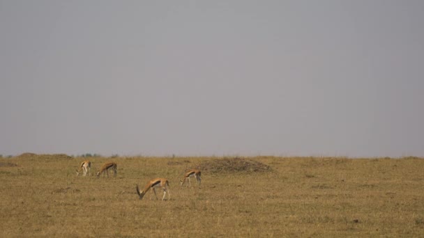 Thomsonovy Gazely Masai Mara Savannah — Stock video