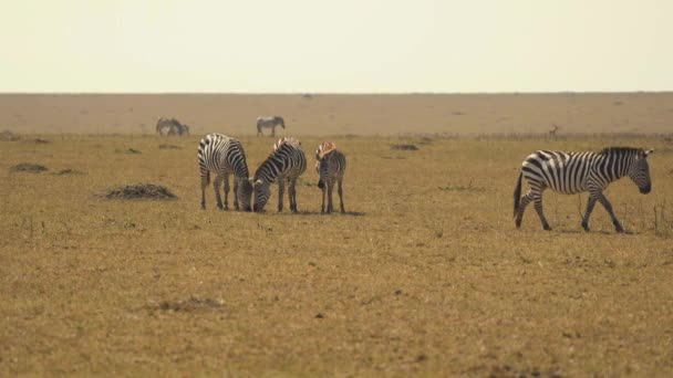 Zebras Open Plains Masai Mara — Stock Video