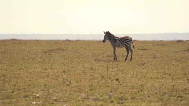 Zebra Kráčí Savaně — Stock video