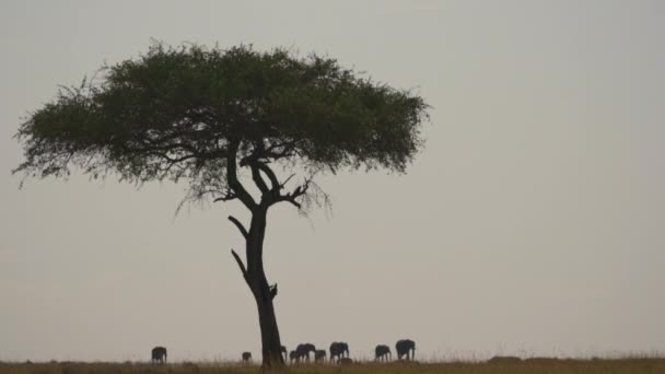 Manada Elefantes Caminando — Vídeos de Stock