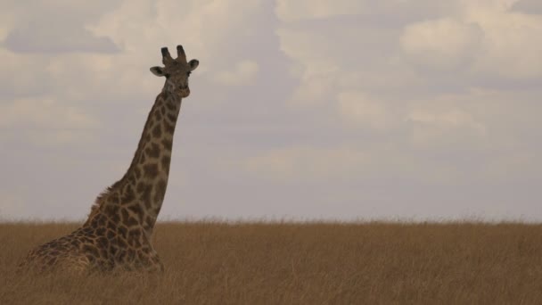 Giraffe Lying Masai Mara — Stock Video