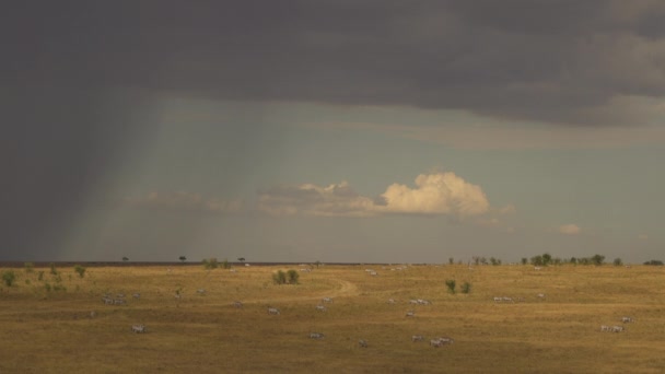 Zebras Masai Maras Slätter — Stockvideo