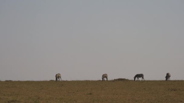 Vier Zebras Grasen Masai Mara — Stockvideo
