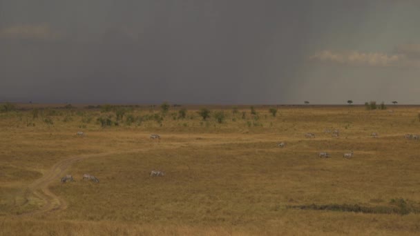 Zebras Betar Kenyas Gräsmarker — Stockvideo