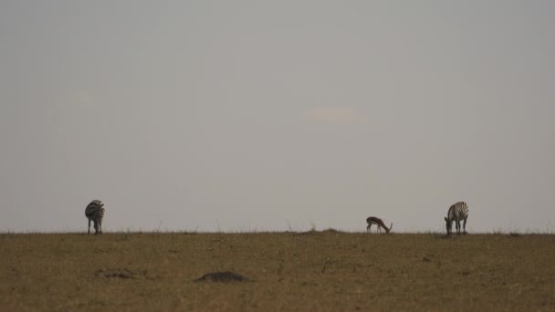Zebras Och Thomson Gasell Masai Mara — Stockvideo