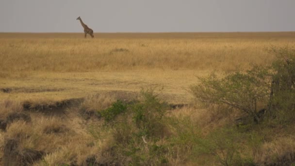 Masai Mara Savanasında Yürüyen Zürafa — Stok video
